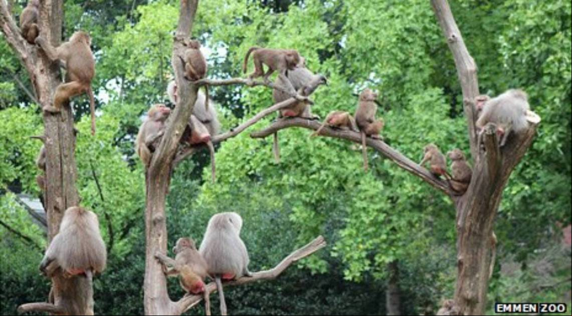 Imagem ilustrativa - Divulgação Emmen Zoo