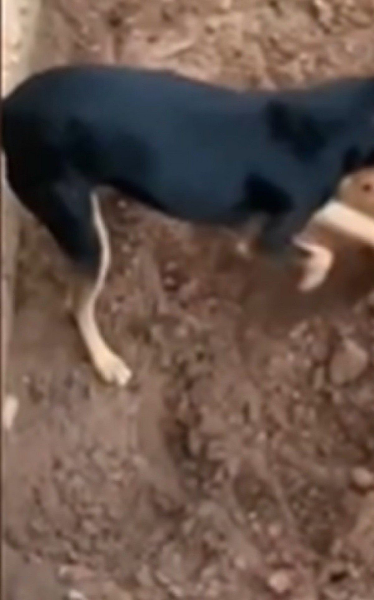 Após a operação, o animal ficou sob os cuidados dos policiais Após a operação, o animal ficou sob os cuidados dos policiais