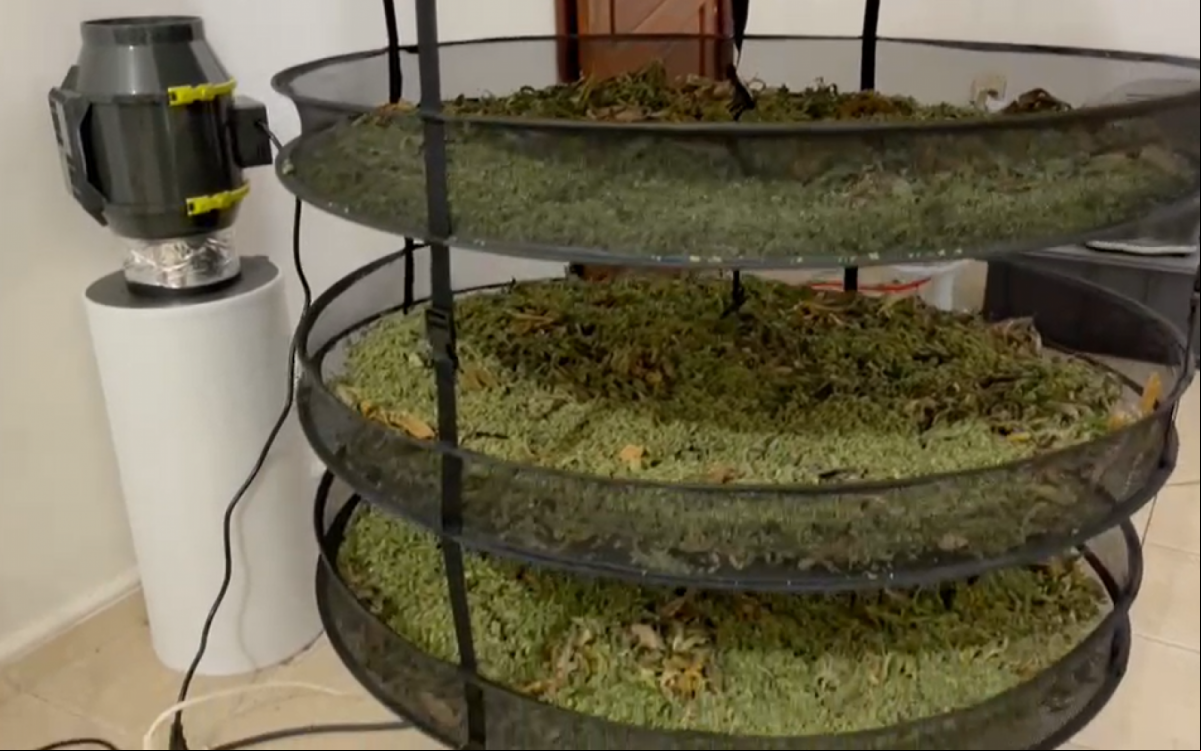 Polícia estoura plantação industrial de maconha - Divulgação / Polícia Civil